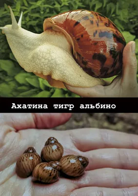 Улитка-ахатина - Achatina tiger var. albino body