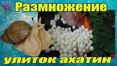 Big Snails - купить улитку: ахатины, архахатины, захрисии, древесники:  Ахатина ирадели занзибар (achatina iradeli zanzibar)