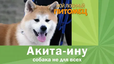 ᐈ Питомник АКИТА-ИНУ — KOUFUKUNA❤️INU