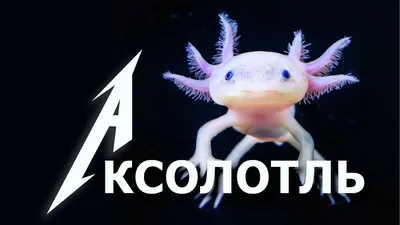 Аксолотль милый #4 - скачать или распечатать раскраску из категории « аксолотль милый» бесплатно #406350