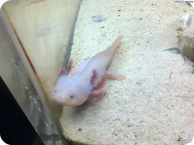 File:Аксолотль мексиканской амбистомы (Ambystoma mexicanum).jpg - Wikipedia