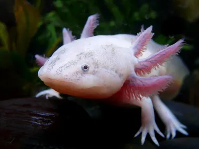 Аксолотль ручной. Аквариум для нового питомца | Axolotl in aquarium. -  YouTube