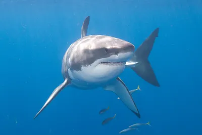Рыбы используют живых акул как средство ухода за телом — Naked Science