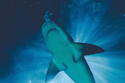 Акула - shark - фото акул - акулы море - Фотографии и морские обои -  Морской мир