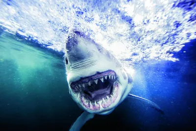 Виды акул, обитающих в Красном море