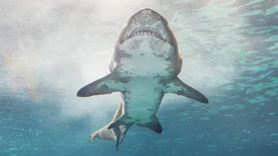 Кушать подано: 10 лучших фильмов с участием акул | Статьи | Известия