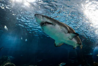 Стаю черноперых акул, выполняющих трюки, сняли на видео в США - РИА  Новости, 