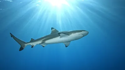 Эдестус: Почему у древних акул были вертикальные челюсти наружу? Головная  боль палеонтолога | Пикабу