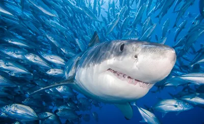 Виды акул и особенности их поведения | Животный мир