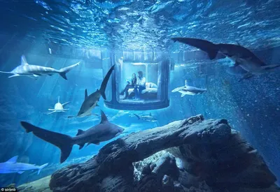 Двух крупных акул запустили в аквариум Приморского океанариума (ФОТО,  ВИДЕО) - PrimaMedia