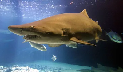 Акулы в Средиземном море: У берегов Израиля вдруг появились десятки акул —  Мир — 