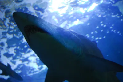 Семь акул, пойманных в Японском море, обрели дом в Приморском океанариуме -  PrimaMedia