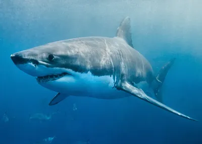 Ласка и Король акул из нового "Отряда самоубийц" | Пикабу