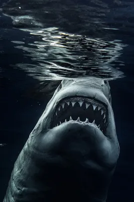 Фотографии большой белой акулы от ПРОФИ (2019) ∞ Лагуна акул