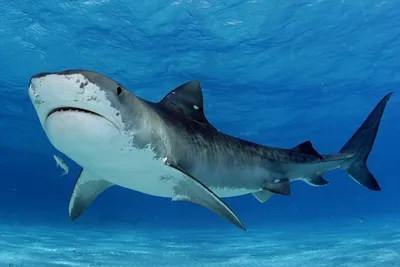 Определена длина тела одной из самых крупных акул юрского периода — Naked  Science