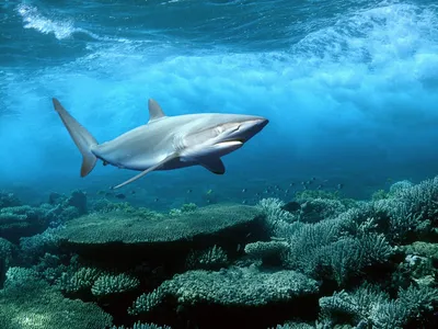Нашествие акул в Приморье. Насколько опасны хищники для человека?