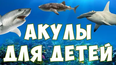 Котенок Котэ представляет | Акулёнок | Песенки мультики про акулу для детей  малышей - YouTube