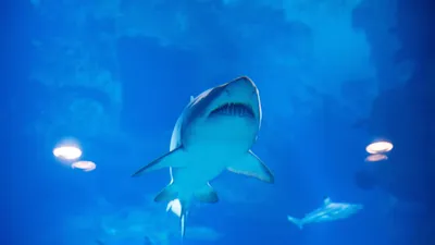 Фигурка Megalodon, древняя имитация морских животных, коллекционная  фигурка, большая акула, рыба для детей, подарок для малышей | AliExpress