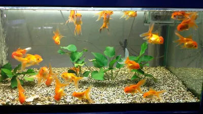 Золотая рыбка Рюкин (Ryukin Goldfish) | содержание, разведение