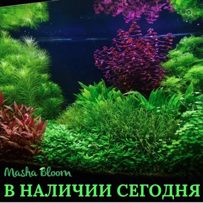 Растения на корягах и камнях для аквариума купить в Москве