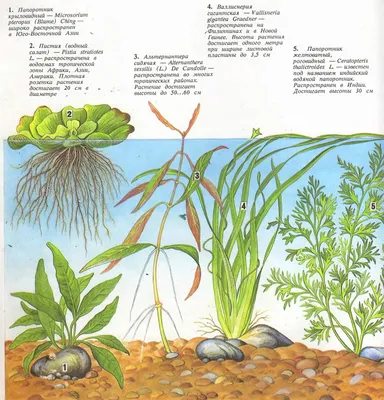 Цветущие аквариумные растения | Пикабу