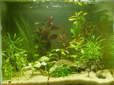  Искусственные аквариумные растения 40 см