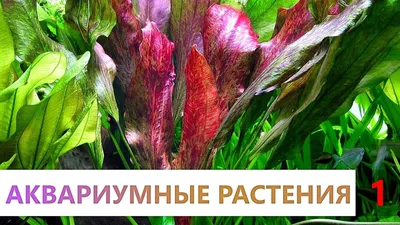 Аквариумные растения для заднего плана - высокие - Аквариумные растения:  уход, разведение, акваскейп - Форум 