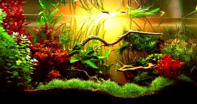 Самые неприхотливые аквариумные растения, ТОП-10
