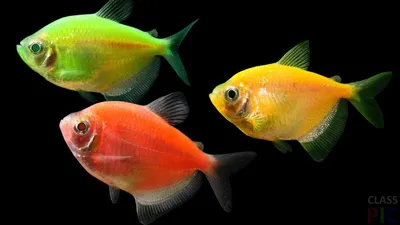 Как выбрать правильных соседей для своих аквариумных рыбок? - Зоомагазин  MasterZoo
