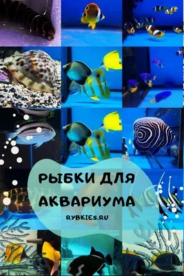 Аквариумные рыбки, креветки, раки, улитки!