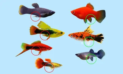Тепловодные и холодноводные аквариумные рыбы: как выбрать подходящих рыбок  для своего аквариума