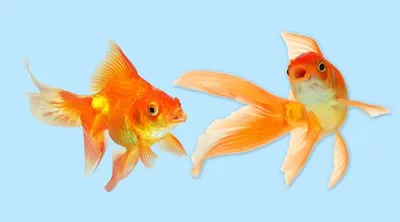 Искусственные аквариумные рыбы, реалистичные движущиеся плавающие Красочные  золотые рыбки, искусственная фотография для аквариума | AliExpress