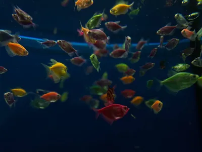 Аквариум для рыбок: разновидности и критерии выбора