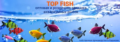 Странные и необычные рыбки