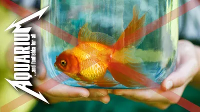Аквариумные золотые рыбки | Евпаторийский аквариум