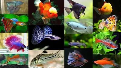 Светящиеся рыбки Глофиш - самые яркие обитатели аквариума