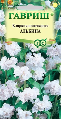 ✓ Семена Кларкия Альбина, 0,05г, Гавриш, Цветочная коллекция по цене 30  руб. ◈ Большой выбор ◈ Купить по всей России ✓ Интернет-магазин Гавриш ☎  8-495-902-77-18