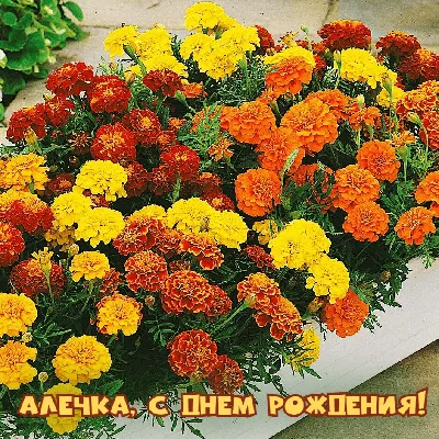 Открытки "Альбина, с Днем Рождения!" (100+)