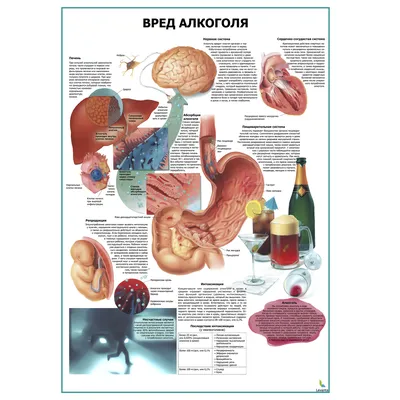 Вред алкоголя, его влияние на организм человека - ГУ "Дзержинский ТЦСОН"