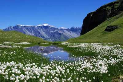 Альпийский пояс — Википедия