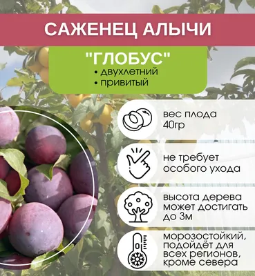 Алыча - Prunus cerasifera. Уход за алычой описание сортов алычи,  выращивание, фото