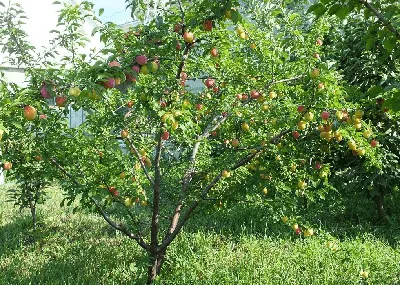 Алыча весовая ❤️ доставка на дом от магазина 