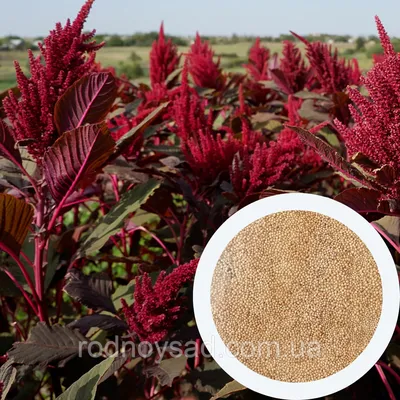 Амарант овощной Каллалу красный (Red Callaloo)