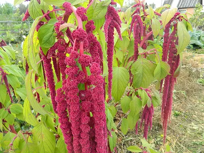 Пресованный связанный чай Амарант (Гомфрена)