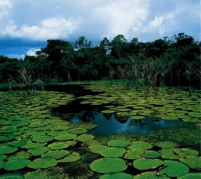 Вид Воздуха Тропические Леса Амазонки Перу Южная Америка Зеленый Лес  стоковое фото ©Curioso_Travel_Photography 573639906