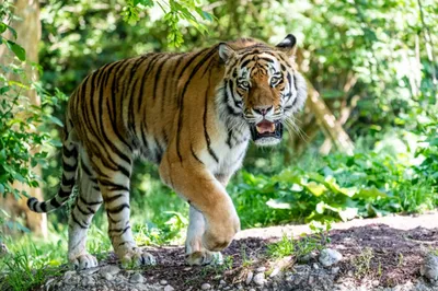 Красивые, но опасные: в России увеличивается популяция амурских тигров -  , Sputnik Беларусь