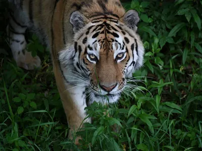 Обои тигрята, Амурский тигр, Panthera tigris altaica картинки на рабочий  стол, раздел животные - скачать