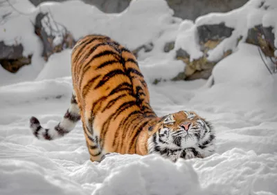 В приливе нежности мурлычет как домашний кот: 8 фактов об амурском тигре |  WWF России | Дзен