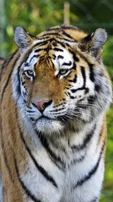 Обои тигр, живая природа, бенгальский тигр, Амурский тигр, кошачьих Full  HD, HDTV, 1080p 16:9 бесплатно, заставка 1920x1080 - скачать картинки и фото