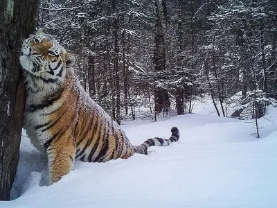 Амурский тигр, или уссурийский тигр (лат Panthera tigris altaica) | Tiger,  Wilde katzen, Katzen